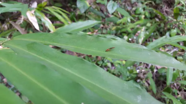 stock image Adult Braconid Wasp of the Family Braconidae. Adult Ichneumonid Wasp of the Family Ichneumonidae. Shot in Jungle. Mesochorus, Macrocntrus, Wasp, Cremastinae.