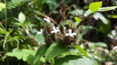 Lepidagathis incurva flower background. Ormanda vurulmuş. Justicia micrantha, Phaulopsis imbricata, ACANTHACEAE, söğüt yaprağı pulu çiçeği, Lepidagathis incurva, Phaulopsis.