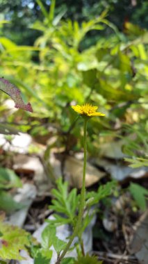 Wedelia Biblora ormanda vuruldu. wollastonia, melanthera, wollastonia biflora, wedelia prostrata.