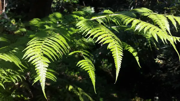 Photo of fern leaves being shot in the forest. Nature Theme. Fern background. Fern wallpaper.