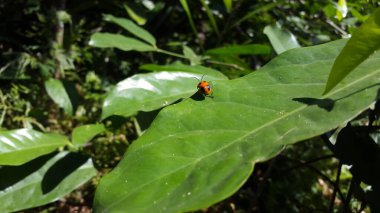 STETHOPACHYS ForMOSA yeşil bir yaprağa tünemişti. Fotoğraf ormanda çekilmişti. ORCHID KUŞAĞI, DENDROBIUM BÖLGESİ, STETHOPACHYS ForMOSA.