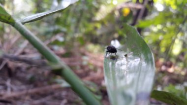 Odaklanamadım. Chrysomya megacephala bir bitki yaprağına tünemişti. Ormanda vurulmuş. Chrysomya megacephala, Calliphoridae, Luciliinae, Lucilia, Phaenicia, Musca caesar.