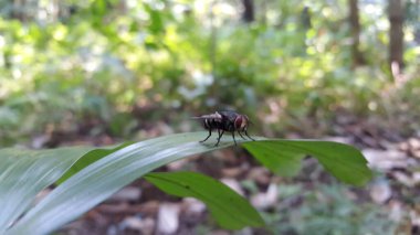 Musca domestica, subordo Cyclorrhapha. Chrysomya megacephala, Calliphoridae, Luciliinae, Lucilia, Phaenicia, Musca caesar. Musca domestica bir yaprağa tünemişti. Ormanda vurulmuş..