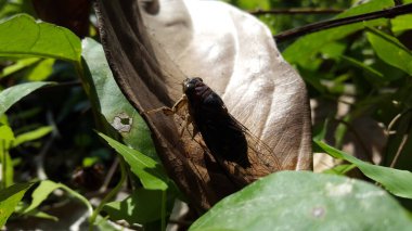 Kahverengi yapraklı ağustos böceği. Ormanda vurulmuş. neotibicen tibicen, megatibicen auletes, köpek günü ağustos böcekleri, ağustos böcekleri, dev ağustos böcekleri.