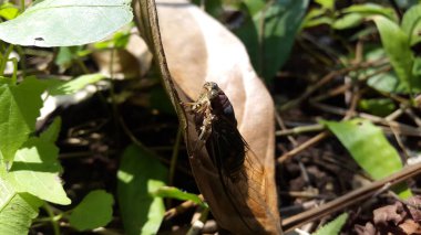 Cicadae insect on brown leaf. Shot in the forest. neotibicen tibicen, megatibicen auletes, dog day cicadas, cicadas, cicadae, giant cicada. clipart