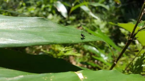 stock image Eucharitid Wasp perched on a green plant leaf. Shot in the forest. Microplitis, chelonus, cotesia glomerata, Eucharitid Wasp.