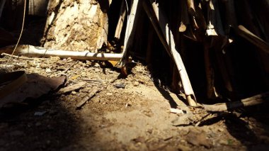 Güneş ışığı arka planı. Ormanda vurulmuş..