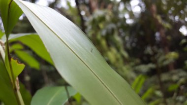 Yaprakların üzerine tünemiş küçük kanatlı böcekler. Ormanda vuruldu..