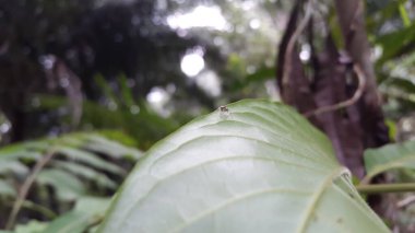 Odaklanamıyorum. Küçük mavi örümcek. Salticidae ailesinin zıplayan örümcekleri. Güneydoğu Asya Örümcekleri).