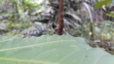 Odaklanamıyorum. Küçük mavi örümcek. Salticidae ailesinin zıplayan örümcekleri. Güneydoğu Asya Örümcekleri).