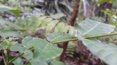 Asya örümcekleri salticidae (zıplayan örümcekler). Sidusa zıplayan örümceklerin bir cinsidir. Zarif Altın Atlayan, Chrysilla volupe, zıplayan örümcek, Sidusa cinsi. Küçük mavi örümcek.
