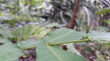 Asya örümcekleri salticidae (zıplayan örümcekler). Sidusa zıplayan örümceklerin bir cinsidir. Zarif Altın Atlayan, Chrysilla volupe, zıplayan örümcek, Sidusa cinsi. Küçük mavi örümcek.