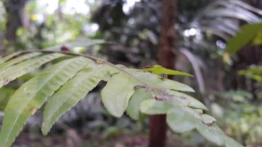 Odaklanamıyorum. Küçük mavi örümcek. Salticidae ailesinin zıplayan örümcekleri. Güneydoğu Asya Örümcekleri).