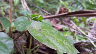 Yaprakların üzerine tünemiş küçük kanatlı böcekler. Ormanda vurulmuş. Braconid eşekarısı (Cotesia marginiventris), Druon quercuslanigerum. Eukaryota, Animalia, Arthropoda, Hymenopter, Druon, D. quercuslanigerum