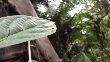 Odaklanamadım. Tutelina elegans, atlayan bir örümcek türüdür. Türünün bir türüdür. Amerika Birleşik Devletleri ve Kanada 'nın doğusunda bulunur. Altın Örümcek, Sıçrayan Örümcek, Salticidae.