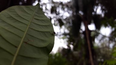 Asya örümcekleri salticidae (zıplayan örümcekler). Sidusa zıplayan örümceklerin bir cinsidir. Zarif Altın Atlayan, Chrysilla volupe, zıplayan örümcek, Sidusa cinsi. Küçük mavi örümcek.