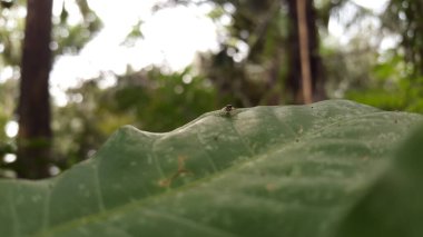 Asya örümcekleri salticidae (zıplayan örümcekler). Sidusa zıplayan örümceklerin bir cinsidir. Zarif Altın Atlayan, Chrysilla volupe, zıplayan örümcek, Sidusa cinsi. Küçük mavi örümcek.