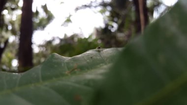 Odaklanamıyorum. Küçük mavi örümcek. Salticidae ailesinin zıplayan örümcekleri. Güneydoğu Asya Örümcekleri).