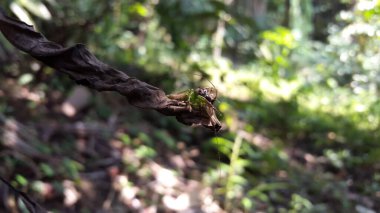 Odaklanamadım. Yeşil zıplayan örümcekler (Mopsus mormon) cırcır böceklerini yerler. Mopsus mormon, Salticidae familyasından Avustralya 'da yaşayan bir örümcek türü. Genellikle yeşil zıplayan örümcek olarak bilinir. Bulanık fotoğraf.