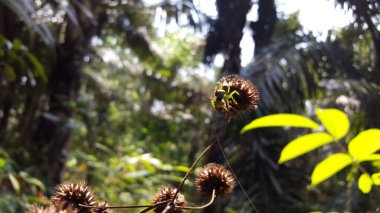 Yeşil zıplayan örümcekler (Mopsus mormon) cırcır böceklerini yerler. Salticidae familyasından bir örümcek türü. Mopsus cinsindeki türler. Yeni Gine ve Doğu Avustralya 'da bulundu. Ormanda vurulmuş..