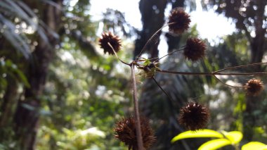 Yeşil zıplayan örümcekler (Mopsus mormon) cırcır böceklerini yerler. Salticidae familyasından bir örümcek türü. Mopsus cinsindeki türler. Yeni Gine ve Doğu Avustralya 'da bulundu. Ormanda vurulmuş..