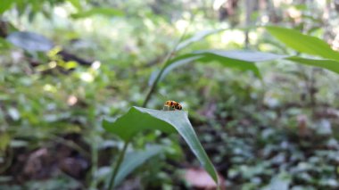 Stethopachys formosa perched on a leaf. Stethopachys formosa, the orchid beetle or dendrobium beetle, is an Australian insect found in northern New South Wales, Northern Territory and Queensland. clipart