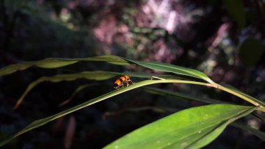 Yaprağın üzerine tünemiş stetopachy formosa. Stethopachys formosa, Yeni Güney Galler, Kuzey Toprakları ve Queensland 'da bulunan bir Avustralya böceğidir..