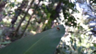 Yaprağın üzerine tünemiş stetopachy formosa. Stethopachys formosa, Yeni Güney Galler, Kuzey Toprakları ve Queensland 'da bulunan bir Avustralya böceğidir..