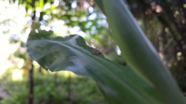 Pristoceuthophilus arizonae, Rhaphidophoridae familyasından bir deve cırcırböceği türü. Kuzey Amerika 'da bulunur. Cricket, Anaxipha exigua, Ornebius kanetataki, xenogryllas marmoratus.