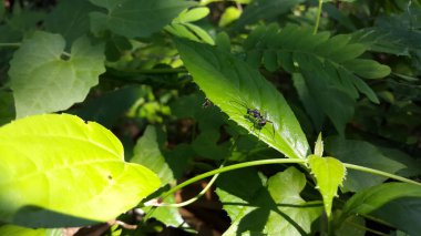 Polyrhachis dalışı, Güney Asya ve Avustralya 'nın Kuzey Toprakları' ndan gelen geniş kapsamlı bir karınca türüdür. Polyrhachis, Böcek, Dikenli Karınca, Yeşil yapraklı Formicidae 'yi dalıyor. Ormanda vuruldu..