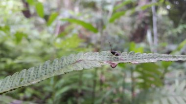 Mikroplit, chelonus, cotesia glomerata, Eucharitid Wasp. Odaklanamıyorum. Dünyanın tropikal bölgelerinde bulunur..