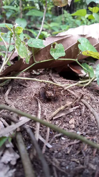 Ağustos Böceği bir karınca kalabalığında öldü. Ormanda vurulmuş. neotibicen tibicen, megatibicen aulet, köpek günü ağustos böcekleri, ağustos böcekleri, ağustos böcekleri, dev ağustos böcekleri,