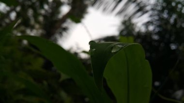 Yaprak arka planda çiğ suyu damlaları. Ormanda vurulmuş. Taze duvar kâğıdı. Doğa.