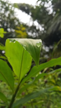 Yaprak arka planda çiğ suyu damlaları. Ormanda vurulmuş. Taze duvar kâğıdı. Doğa.
