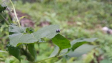 Euryattus bleekeri, Bleeker olarak bilinen yeşil yapraklı zıplayan örümcek. Evarcha arcuata, palearktik bölgede yaşayan bir örümcek türüdür. Ligurra latidens, Mangrove Jumping Spider (Erkek).