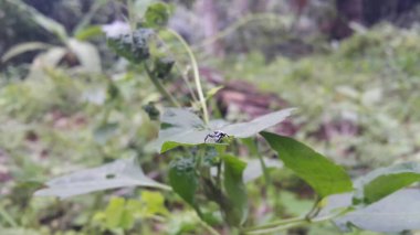 Euryattus bleekeri, known as Bleeker's jumping spider, is a species of spider in the family Salticidae (jumping spiders). Evarcha arcuata, Ligurra latidens, Mangrove Jumping Spider (Male). clipart