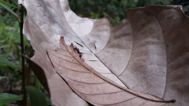 Paraponera clavata, commonly known as the bullet ant, is a species of ant named for its extremely painful sting. It inhabits humid lowland rainforests in Central and South America. Carpenter ants. clipart