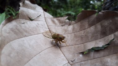 Megatibicen auletleri (İngilizce: 