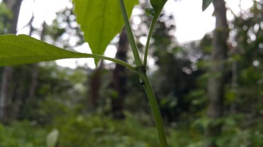 Vanduzea triguttata, Vanduzea familyasından bir ağaçkakan türü. Kara Çekirge Ağaç Bekçisi. Melizoderidae, Membracidae, Cyrtolobus tüberosus.