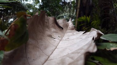 Myriapods, kırkayaklar ve kırkayaklar gibi eklembacaklılar içeren Myriapoda alt familyasının üyeleridir. Grupta yaklaşık 13.000 tür bulunur ve her biri karasal canlılardır. Kırkayaklar, Kırkayaklar.