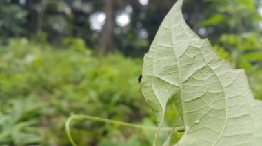 Phthe bifurcilinea, Salticidae familyasından bir örümcek türü. Bu tür ayrıca Phála cinsi ve Araneae cinsinin bir parçasıdır. Çin, Kore, Vietnam, Japonya 'da bulundu..