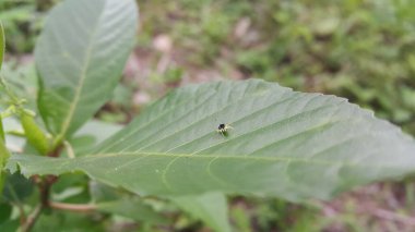 Phthe bifurcilinea, Salticidae familyasından bir örümcek türü. Bu tür ayrıca Phála cinsi ve Araneae cinsinin bir parçasıdır. Çin, Kore, Vietnam, Japonya 'da bulundu..