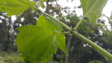 Fasulye çekirgesi (Megacopta cribraria), Hindistan ve Çin kökenli bir kalkan böceği. Lab fasulyesi ve diğer baklagilleri yer ve onu doğal ortamında bir baş belası yapar. Kudzu böceği, küresel koku böceği.