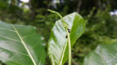 Vanduzea triguttata bir bitki sapına tünemişti. Ormanda vurulmuş. Vanduzea triguttata, Vanduzea familyasından bir ağaçkakan türü..