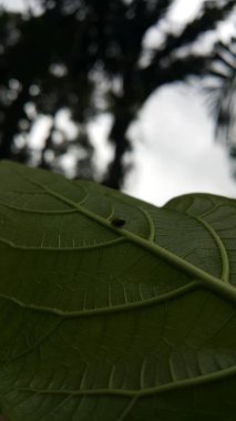 Yeşil Yuvarlak Bitki Tünekleri desenli bir bitki yaprağının üzerinde. Bu garip küçük planthopper Sumatra ve Java 'dan (batı & merkez) bilinmektedir. 4 mm civarındalar ve çok hızlı yaklaştığında sıçrıyorlar..