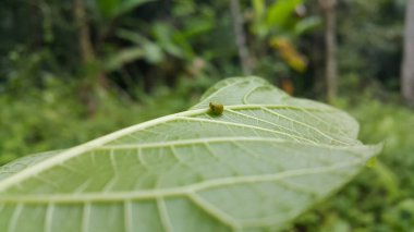 Yeşil Yuvarlak Bitki Tünekleri desenli bir bitki yaprağının üzerinde. Bu garip küçük planthopper Sumatra ve Java 'dan (batı & merkez) bilinmektedir. 4 mm civarındalar ve çok hızlı yaklaştığında sıçrıyorlar..