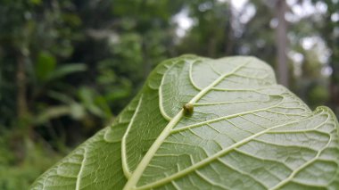 Yeşil Yuvarlak Bitki Tünekleri desenli bir bitki yaprağının üzerinde. Bu garip küçük planthopper Sumatra ve Java 'dan (batı & merkez) bilinmektedir. 4 mm civarındalar ve çok hızlı yaklaştığında sıçrıyorlar..