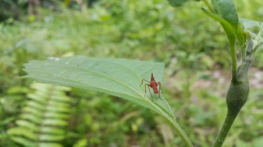 Dictyophara, Dictyopharidae familyasına ait diktyofaridae ve Dictyopharini kabilesine ait bir bitki türü. Kırmızı ağaçkakan perisi, Flatidae, DictyoPhara Nakanonis. Hayvanlar.