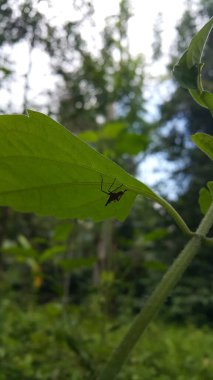 Dictyophara, Dictyopharidae familyasına ait diktyofaridae ve Dictyopharini kabilesine ait bir bitki türü. Kırmızı ağaçkakan perisi, Flatidae, DictyoPhara Nakanonis. Hayvanlar.