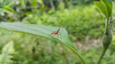 Dictyophara is the type genus of planthoppers belonging to the family Dictyopharidae and tribe Dictyopharini, containing five subgenera. Red treehopper nymph, Flatidae, Dictyophara nakanonis. Animals. clipart